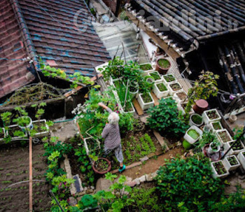 Il giardino pensile è un’arte