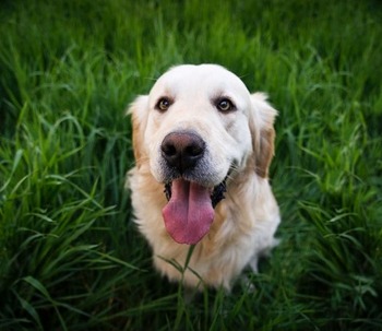 Prato, manutenzione ... e cani