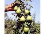 Dove piantare e quando potare gli alberi da frutto