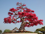 Come fare e curare un bonsai