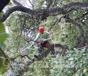 Tree Climbing