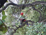 Tree Climbing