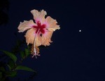 Il giardino e la luna