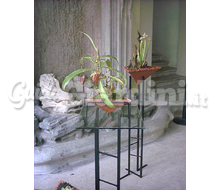 Pianta - Nepenthes X Ventrata Catalogo ~ ' ' ~ project.pro_name